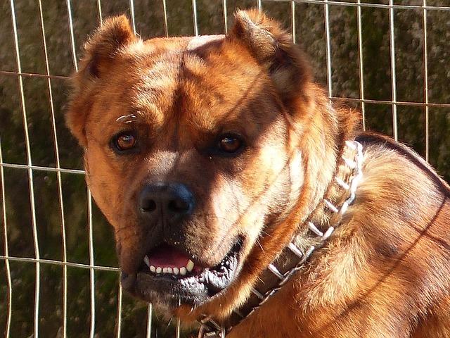 guardians-news-and-notes-roki-sasaki-is-not-a-cleveland-guardian-covering-the-corner.jpg Guardians News and Notes – Rōki Sasaki is not a Cleveland Guardian – Covering The Corner