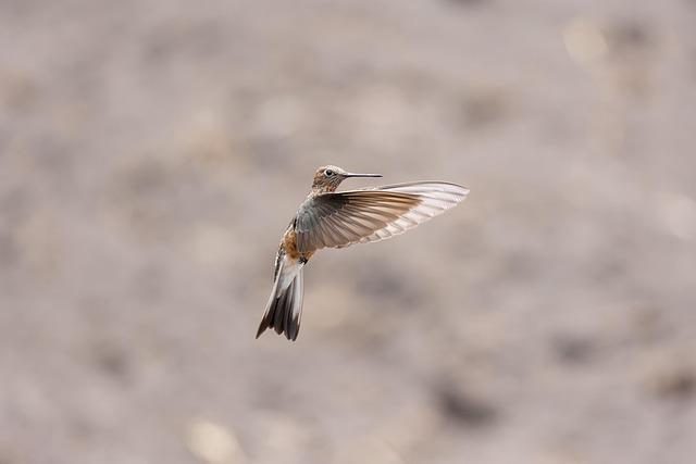 Major sports site predicts SF Giants will have ‘best bullpen in baseball’ – SFGATE