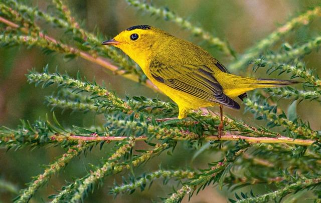 Mariners’ Dan Wilson breaks down his opening day lineup – Seattle Sports