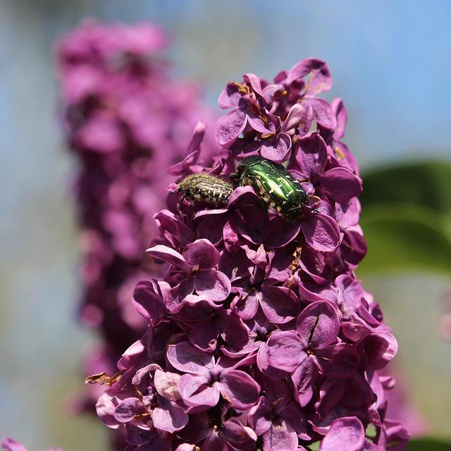 alonso-and-lindor-lead-mets-past-marlins-10-5-for-6th-straight-win-yahoo-sports.jpg Alonso and Lindor lead Mets past Marlins 10-5 for 6th straight win – Yahoo Sports