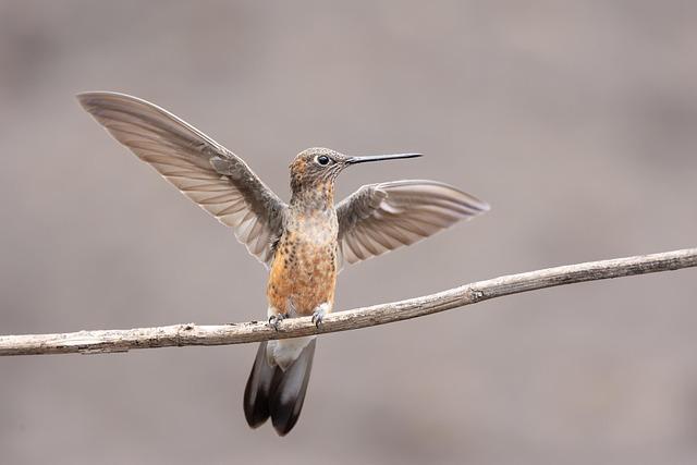 Giants aim to avoid series sweep against the Reds – FOX Sports