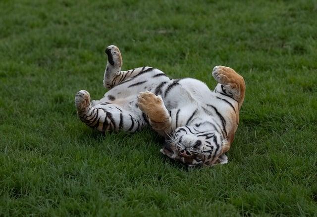 How to watch the Detroit Tigers vs. New York Yankees today – MLive.com