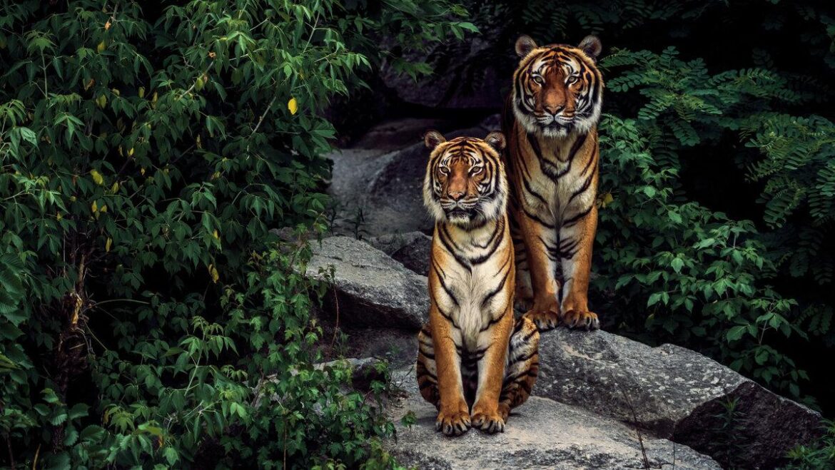 tigers-announcers-calling-game-vs-twins-like-the-masters-was-incredibly-fun-sports-illustrated.jpg Tigers Announcers Calling Game vs. Twins Like the Masters Was Incredibly Fun – Sports Illustrated