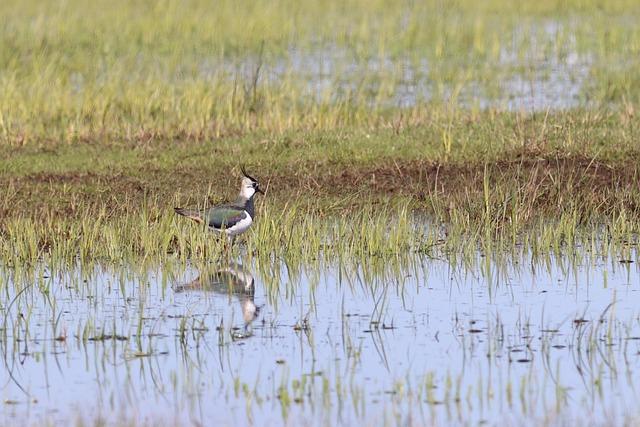 Catching prospect Quero bats 7th in debut; Benintendi off IL – MLB.com