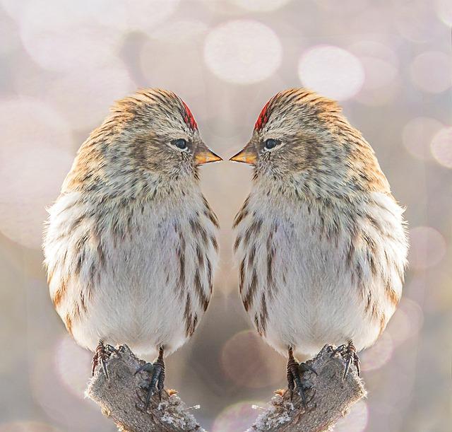 Twins vs. Braves: How to watch on Apple TV Plus for free today – Cleveland.com