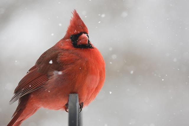 cardinals-phenom-might-just-be-on-shockingly-fast-track-to-mlb-debut-sports-illustrated.jpg Cardinals Phenom ‘Might Just’ Be On Shockingly Fast Track To MLB Debut – Sports Illustrated