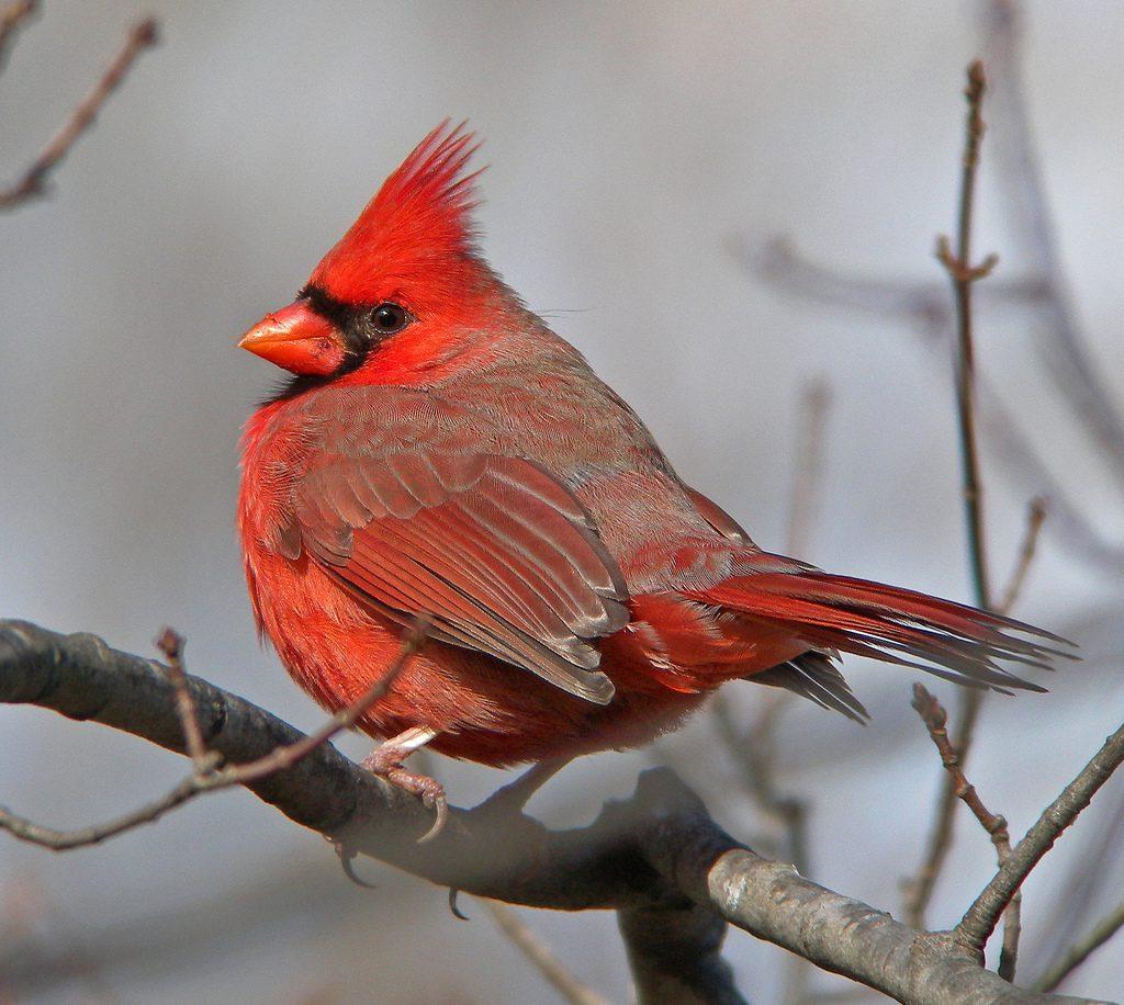 cardinals-fan-favorite-tied-obscure-50-year-mlb-record-yardbarker.jpg Cardinals Fan-Favorite Tied Obscure 50-Year MLB Record – Yardbarker