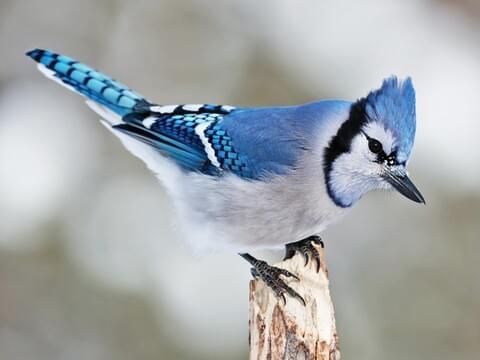 blue-jays-give-davis-schneider-chance-to-reset-at-triple-a-mlb-com.jpg Blue Jays give Davis Schneider chance to reset at Triple-A – MLB.com