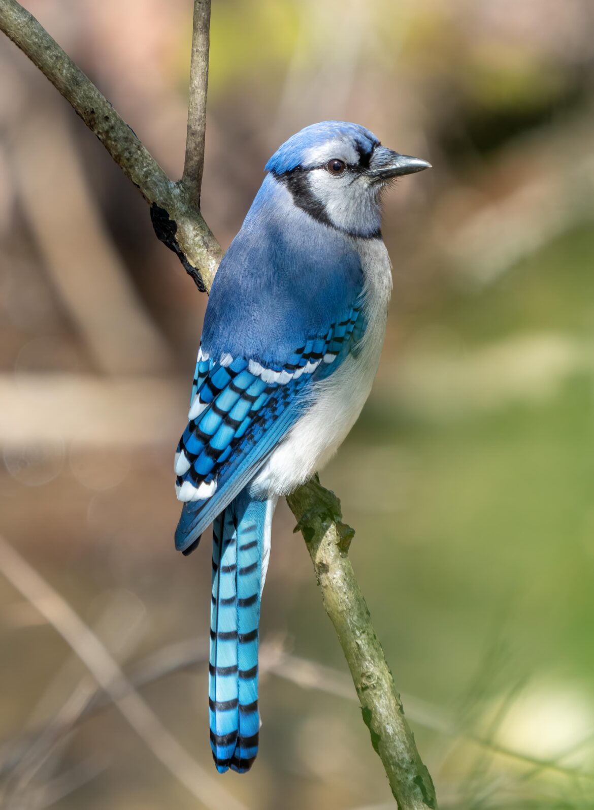 top-of-the-first-blue-jays-baseball-academy-community-toronto-blue-jays-mlb-com.jpg Top of the First | Blue Jays Baseball Academy | Community | Toronto Blue Jays – MLB.com