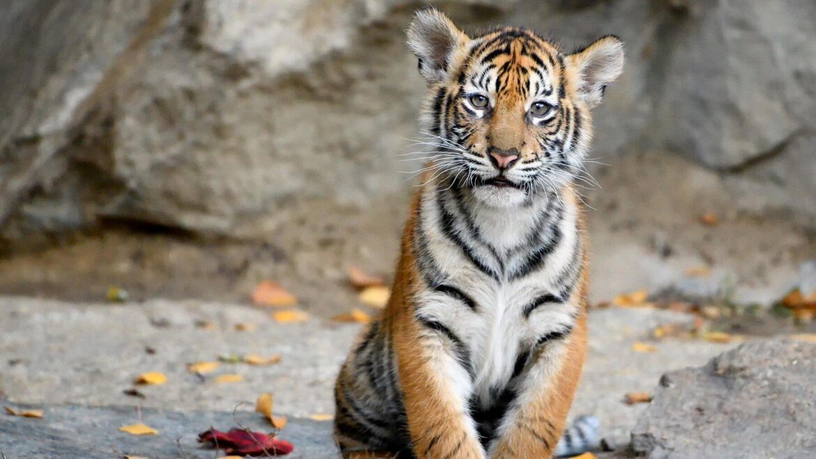 Where to watch the Tigers vs. Rockies MLB livestream today for free – MLive.com