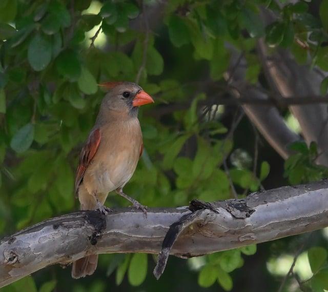 could-the-cardinals-compete-in-the-nl-central-just-baseball.jpg Could the Cardinals Compete in the NL Central? – Just Baseball