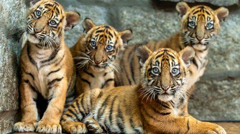 tigers-take-4-game-win-streak-into-game-against-the-blue-jays-fox-sports.jpg Tigers take 4-game win streak into game against the Blue Jays – FOX Sports