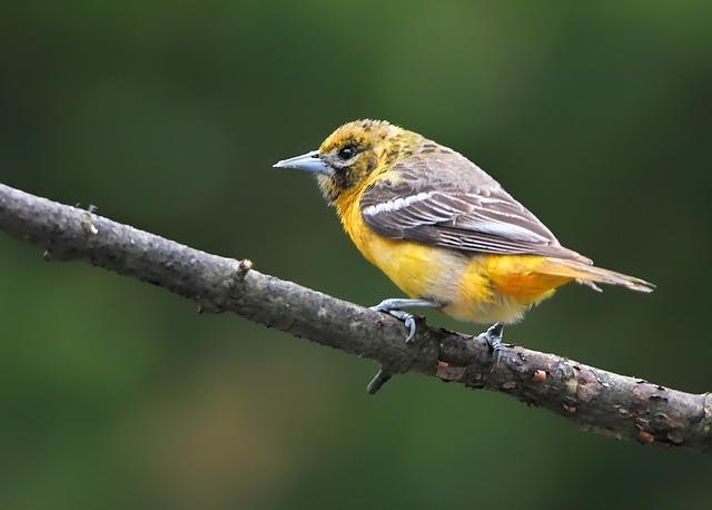 top-notes-from-the-baltimore-orioles-zips-projections-for-2025-just-baseball.jpg Top Notes From the Baltimore Orioles ZiPS Projections for 2025 – Just Baseball