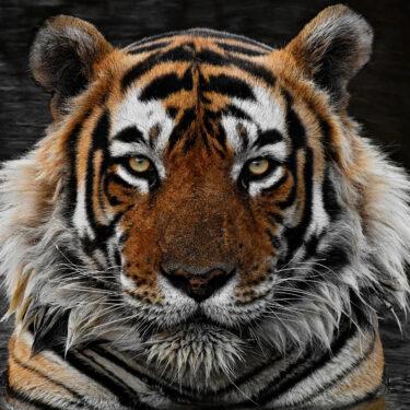 tigers-stay-on-a-roll-with-a-win-over-the-cardinals-woodtv-com.jpg Tigers stay on a roll with a win over the Cardinals – WOODTV.com