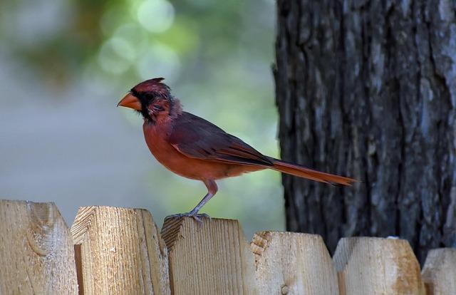 st-louis-cardinals-vs-arizona-diamondbacks-odds-tips-and-betting-trends-may-25-sportsbook-wire.jpg St. Louis Cardinals vs. Arizona Diamondbacks odds, tips and betting trends | May 25 – Sportsbook Wire