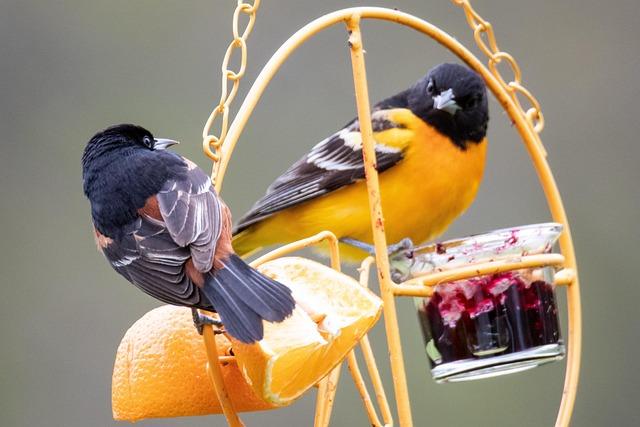 orioles-getting-lack-of-offensive-production-from-four-key-positions-last-word-on-sports.jpg Orioles Getting Lack of Offensive Production from Four Key Positions – Last Word On Sports