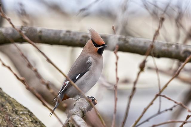 Texas Rangers are struggling on offense and send slumping slugger Jake Burger down to Triple-A – Times Colonist
