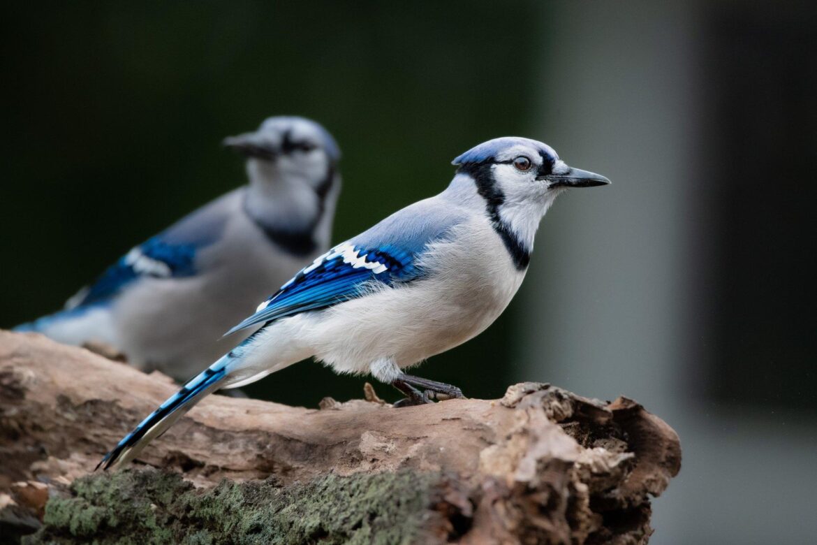 Blue Jays-Yanks postponed Saturday; single-admission DH set for Sunday – MLB.com