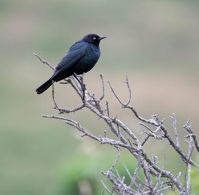 Brewers Predicted To Bring ‘Standout’ Shortstop To Milwaukee – Sports Illustrated