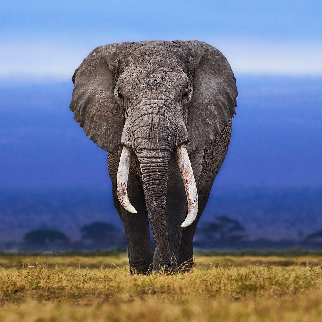 Elephant Rumblings: A’s on a roll in close contests – Athletics Nation