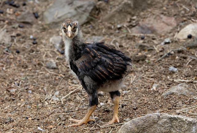 Braves Snitker Catching Heat From MLB Analyst Over Smith-Shawver Injury – Sports Illustrated