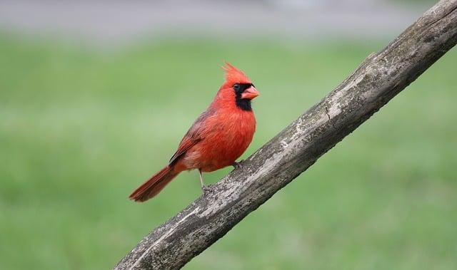 St. Louis Cardinals at Baltimore Orioles Game Story, Scores/Highlights – 05/27/2025 – MLB.com