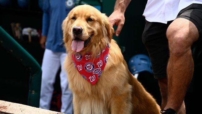 Nationals’ bat-retrieving dog Bruce laps up pregame attention, makes MLB debut – KWKT – FOX 44