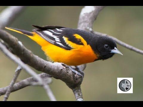 Opinion | The Orioles’ national anthem chant is unpatriotic. Change it. – The Washington Post