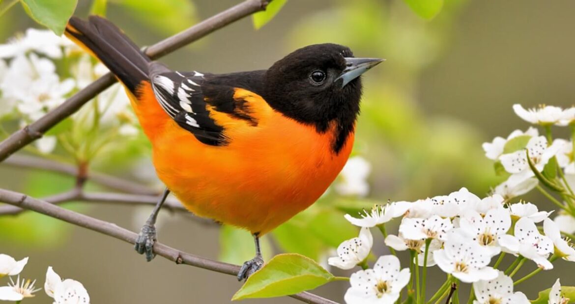 orioles-still-poised-to-sell-despite-recently-improved-performance-on-field-sports-illustrated.jpg Orioles ‘Still Poised To Sell’ Despite Recently Improved Performance on Field – Sports Illustrated