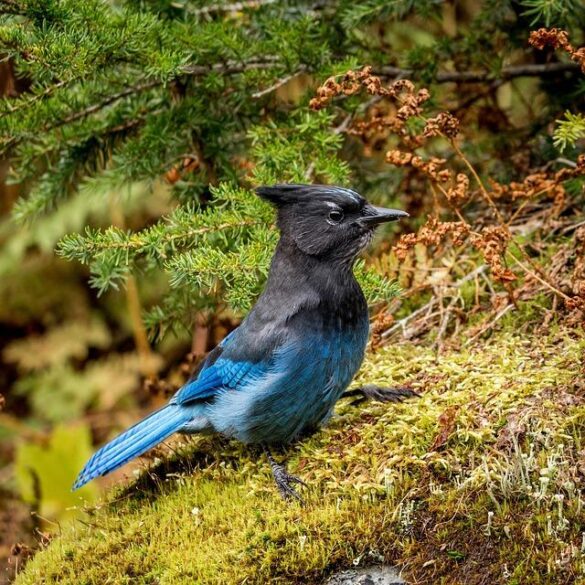 World Series Watch Parties | Toronto Blue Jays – MLB.com