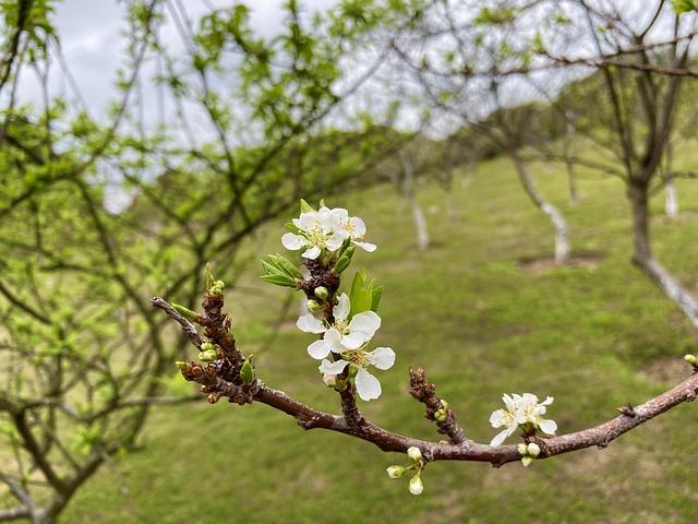 Lee achieves rare White Sox feat not seen since 1902! – MLB.com