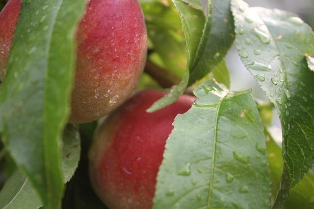 Jarren Duran Must Be on Red Sox Trade Block Before MLB Winter Meetings – Chowder and Champions