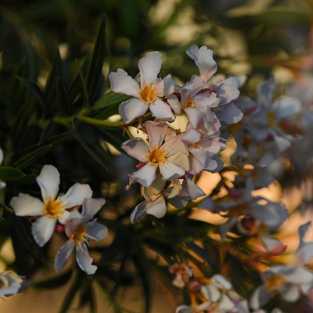 Pittsburgh Pirates pitcher Bubba Chandler makes history in impressive MLB debut – CNN