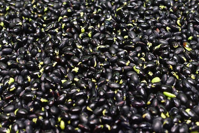 Padres hire ex-manager Bud Black, former slugger Wil Myers for organizational roles – The Killeen Daily Herald