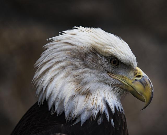 NY Yankees’ latest offer details to Cody Bellinger may distance the NY Mets and other MLB suitors – bolavip.com