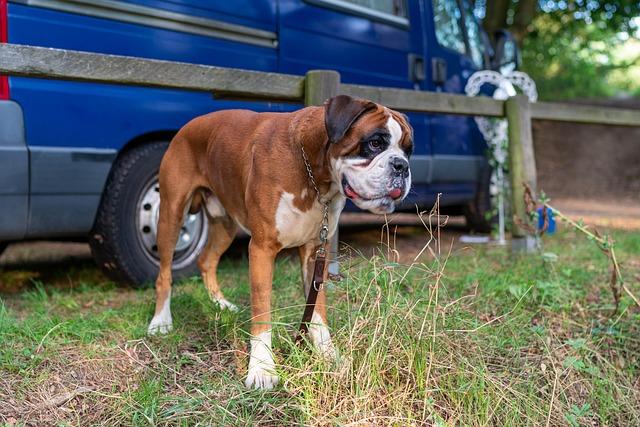 MLB offseason tiers: Which teams are actually trying this winter, and which are sitting it out? – The New York Times