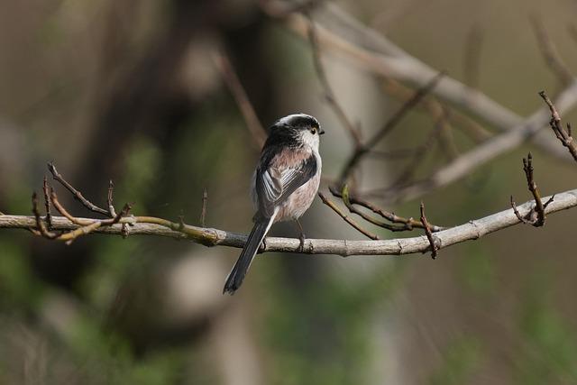 pinehurst-resident-blazes-trail-in-womens-professional-baseball-thepilot-com.jpg Pinehurst Resident Blazes Trail in Women’s Professional Baseball – thepilot.com