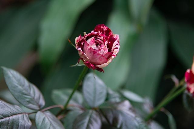 Mariners star Julio Rodríguez officially playing in World Baseball Classic – Seattle Sports