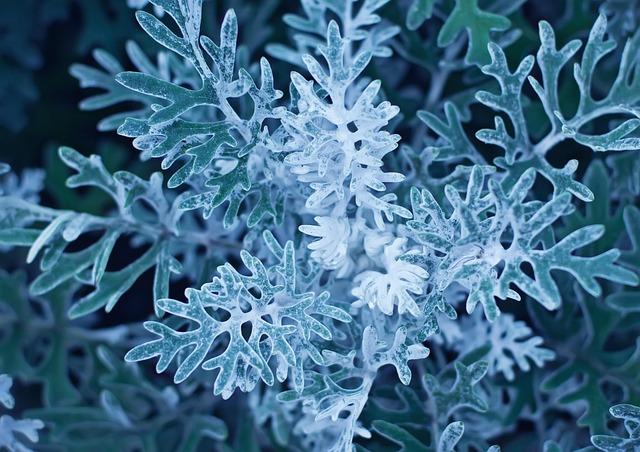 Miller officially gets nod for Mariners in Game 1; Woo expected to be on ALCS roster (sources) – MLB.com