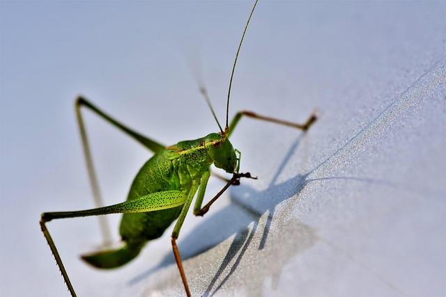 Skip Schumaker Named Manager of the Texas Rangers – MLB.com