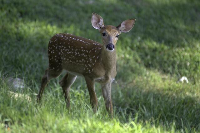 Mountaineers Head to Baylor to Open Big 12 Play – West Virginia University Athletics