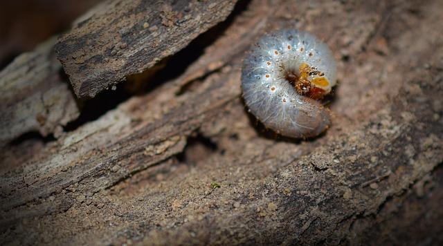 marlins-machete-rockies-glizzilla-tops-2026-new-ballpark-grub-espn.jpg Marlins’ ‘Machete,’ Rockies ‘Glizzilla’ tops 2026 new ballpark grub – ESPN